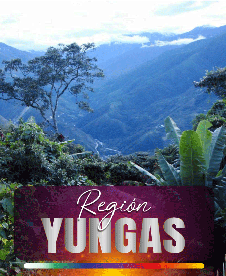 YUNGAS